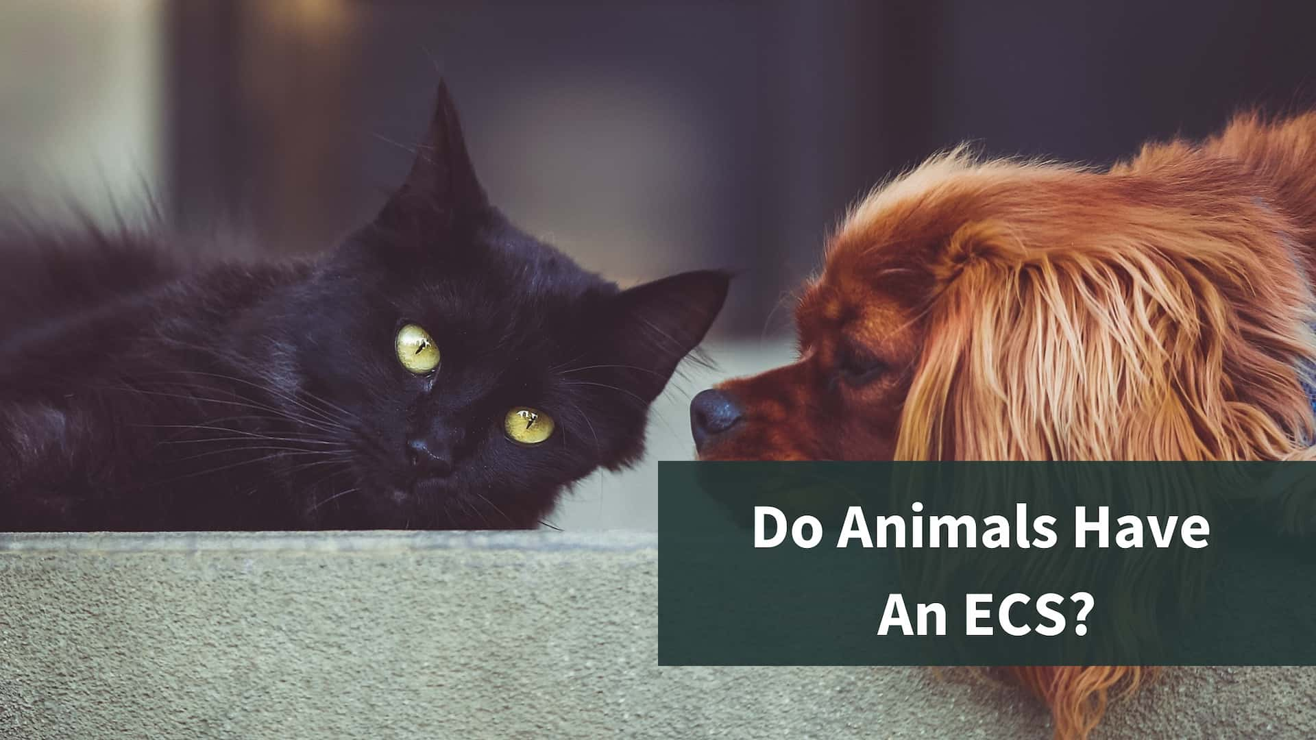 Do Animals Have Endocannabinoid Systems?