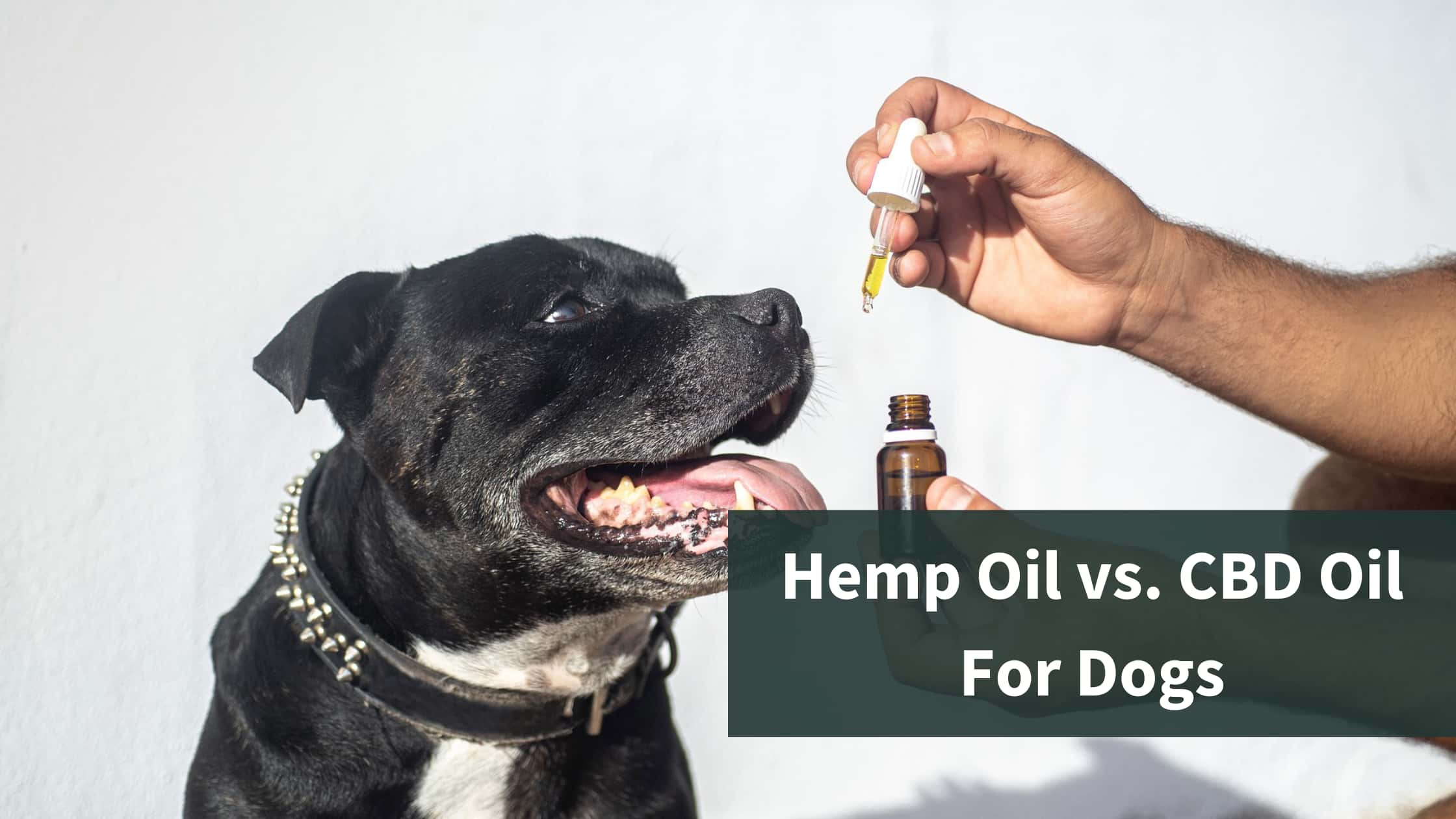 Hemp Oil vs. CBD Oil for Dogs: Understanding the Difference