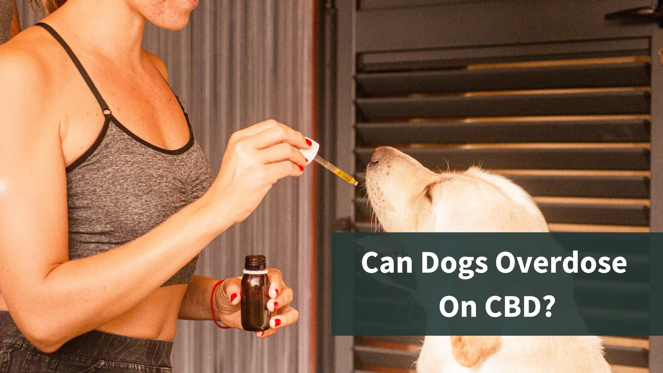 Can You Give Your Dog Too Much CBD?