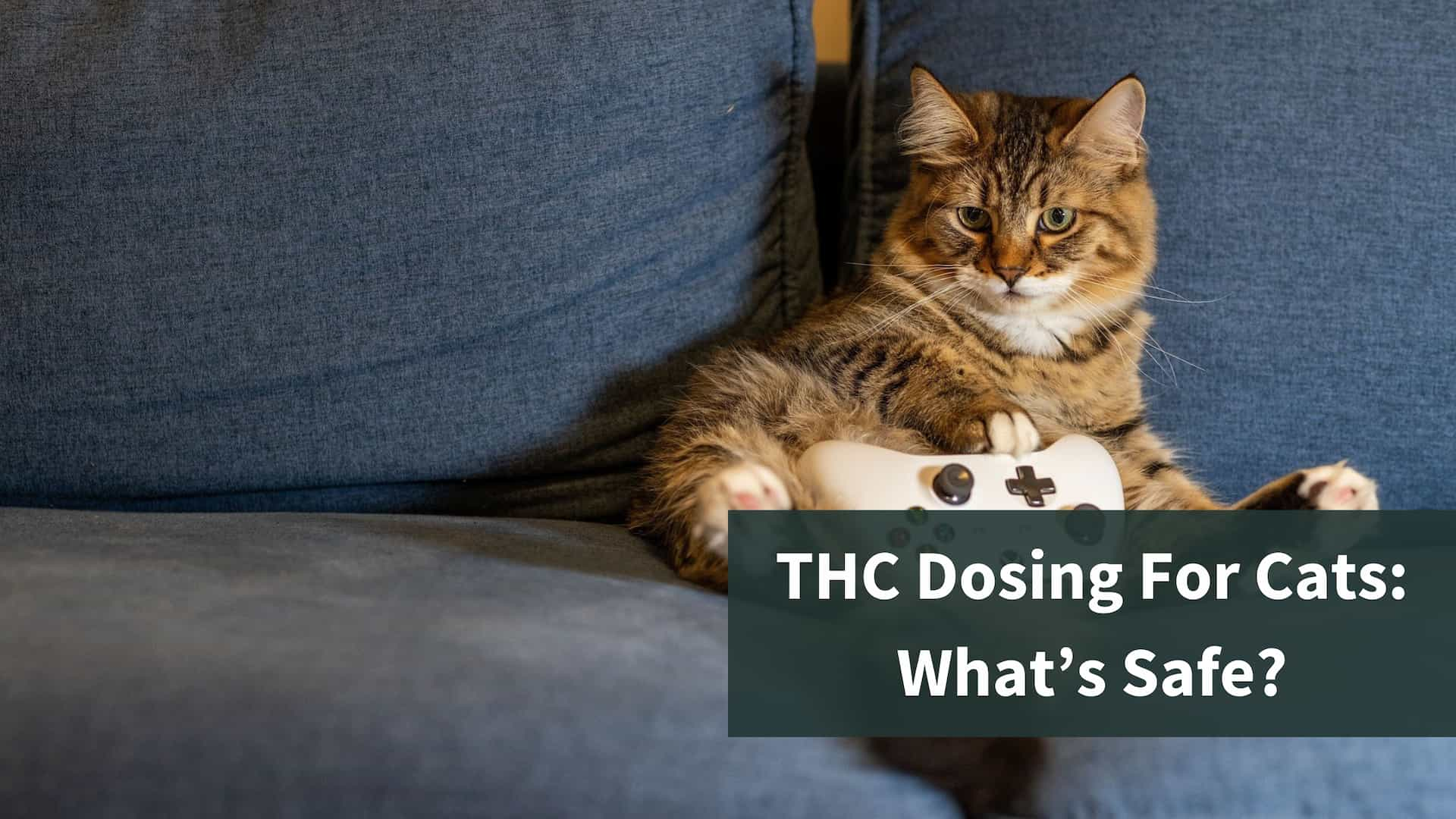 A cat sitting on a sofa. The text reads "THC dosing for cats: what's safe?"