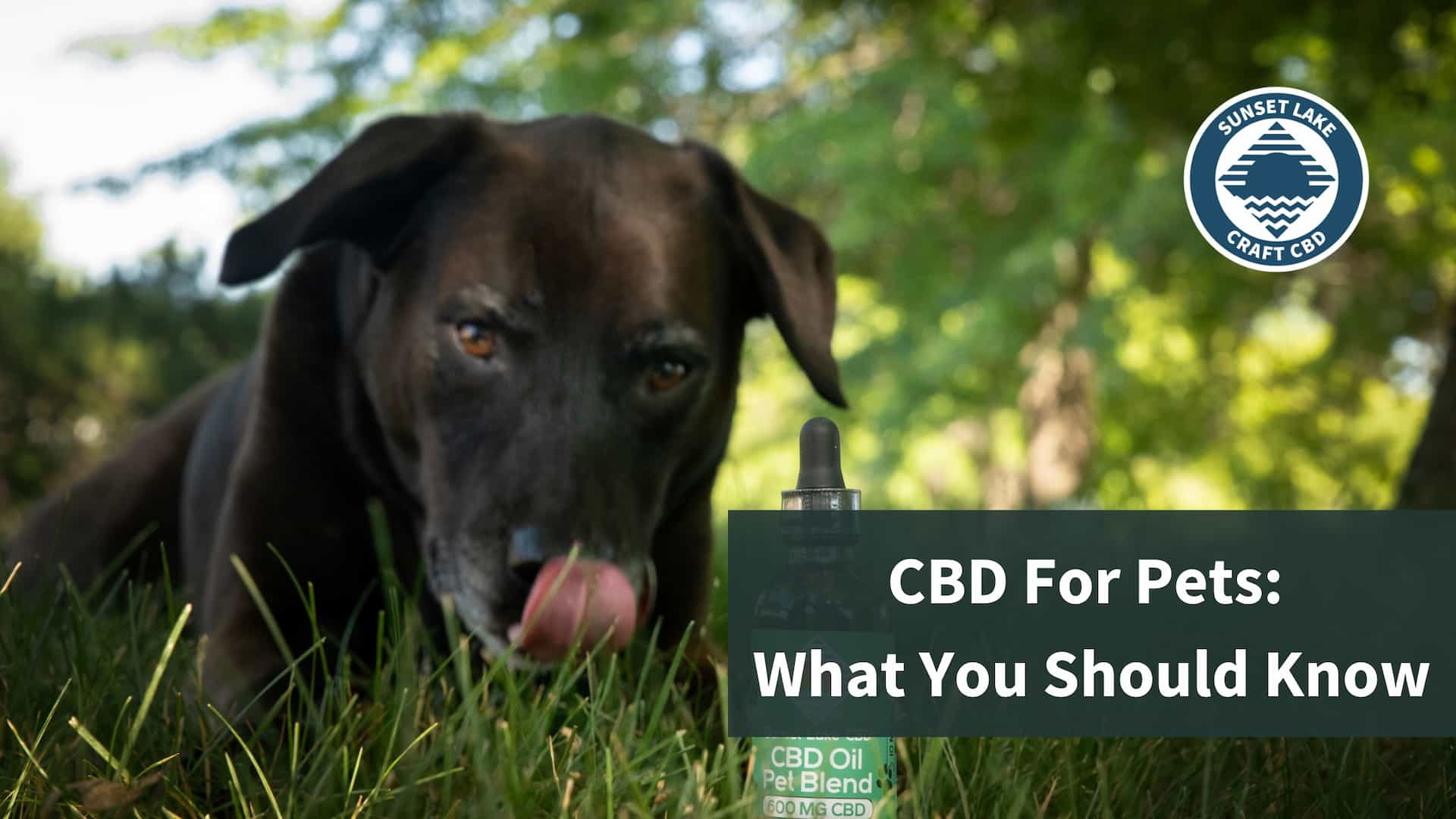 CBD For Pets: What You Should Know