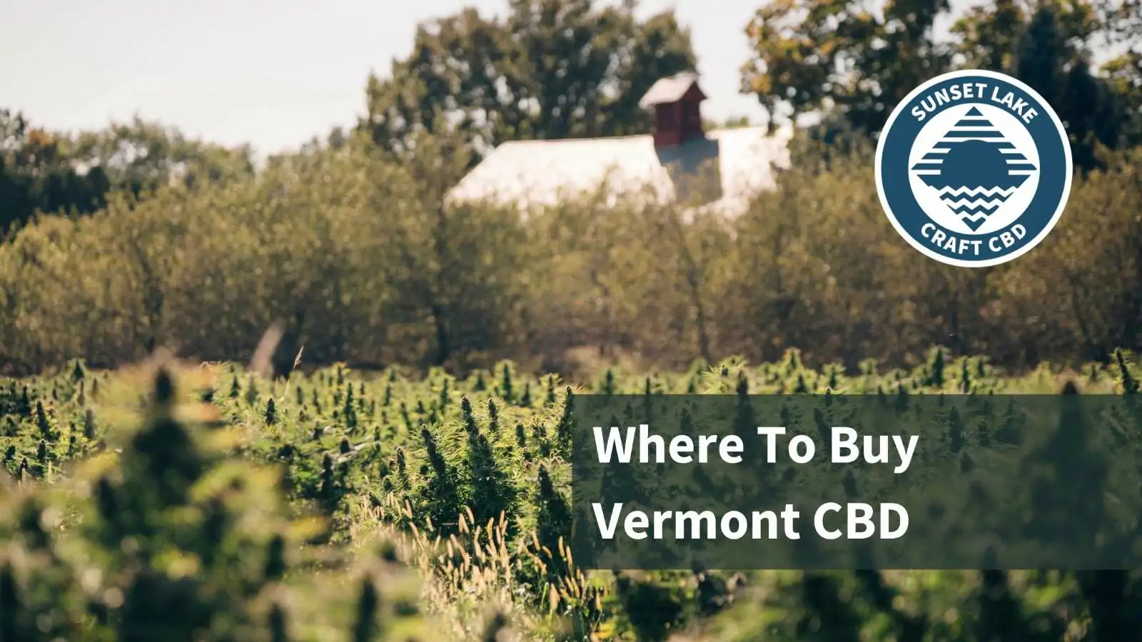 Where Should You Buy Vermont CBD?