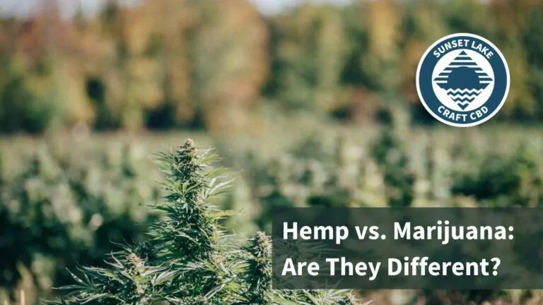 A flowering hemp plant in the foreground with a field in the background. Text overlaid reads "Hemp vs. Marijuana: Are They Different?"