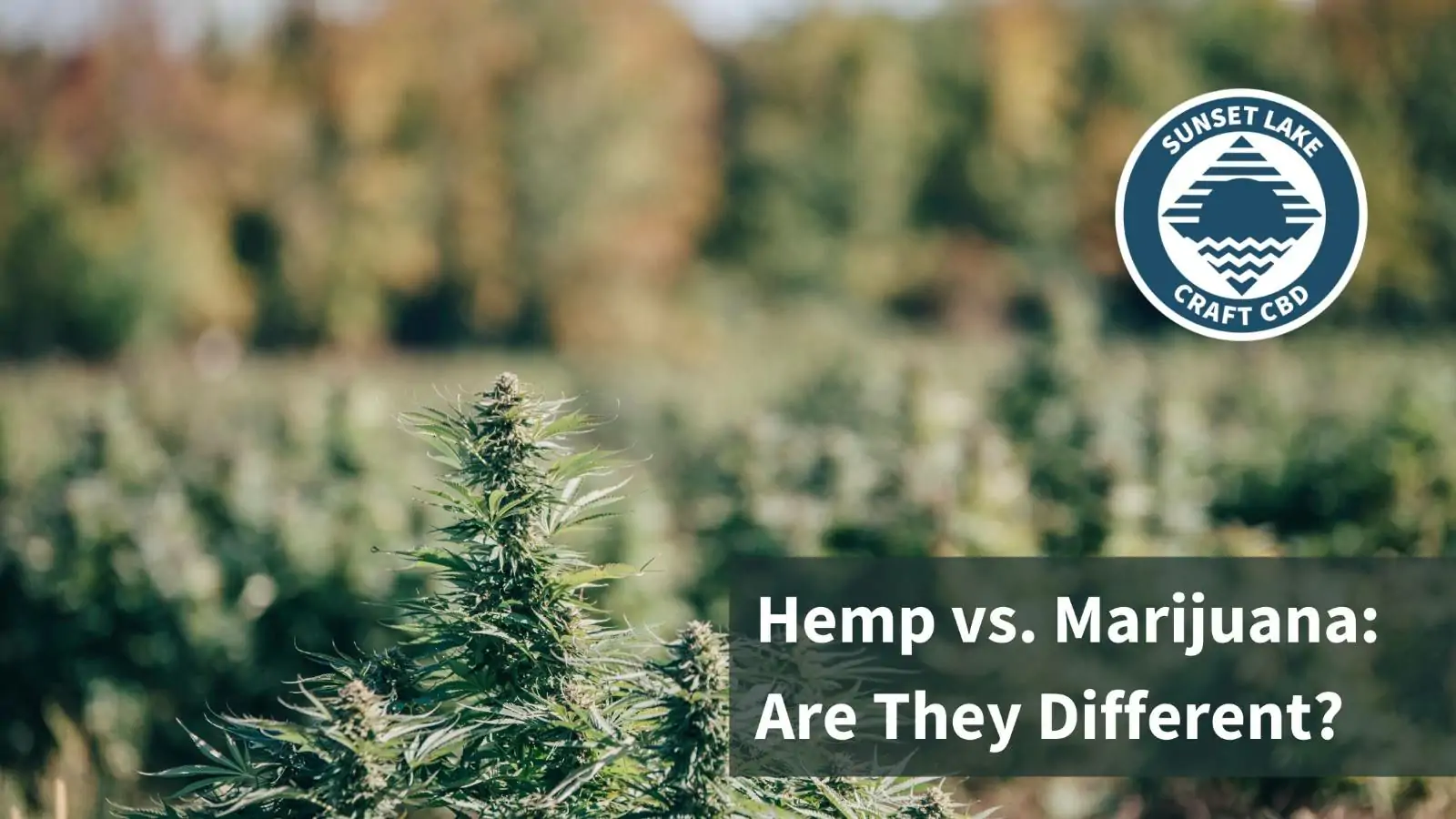 A flowering hemp plant in the foreground with a field in the background. Text overlaid reads "Hemp vs. Marijuana: Are They Different?"