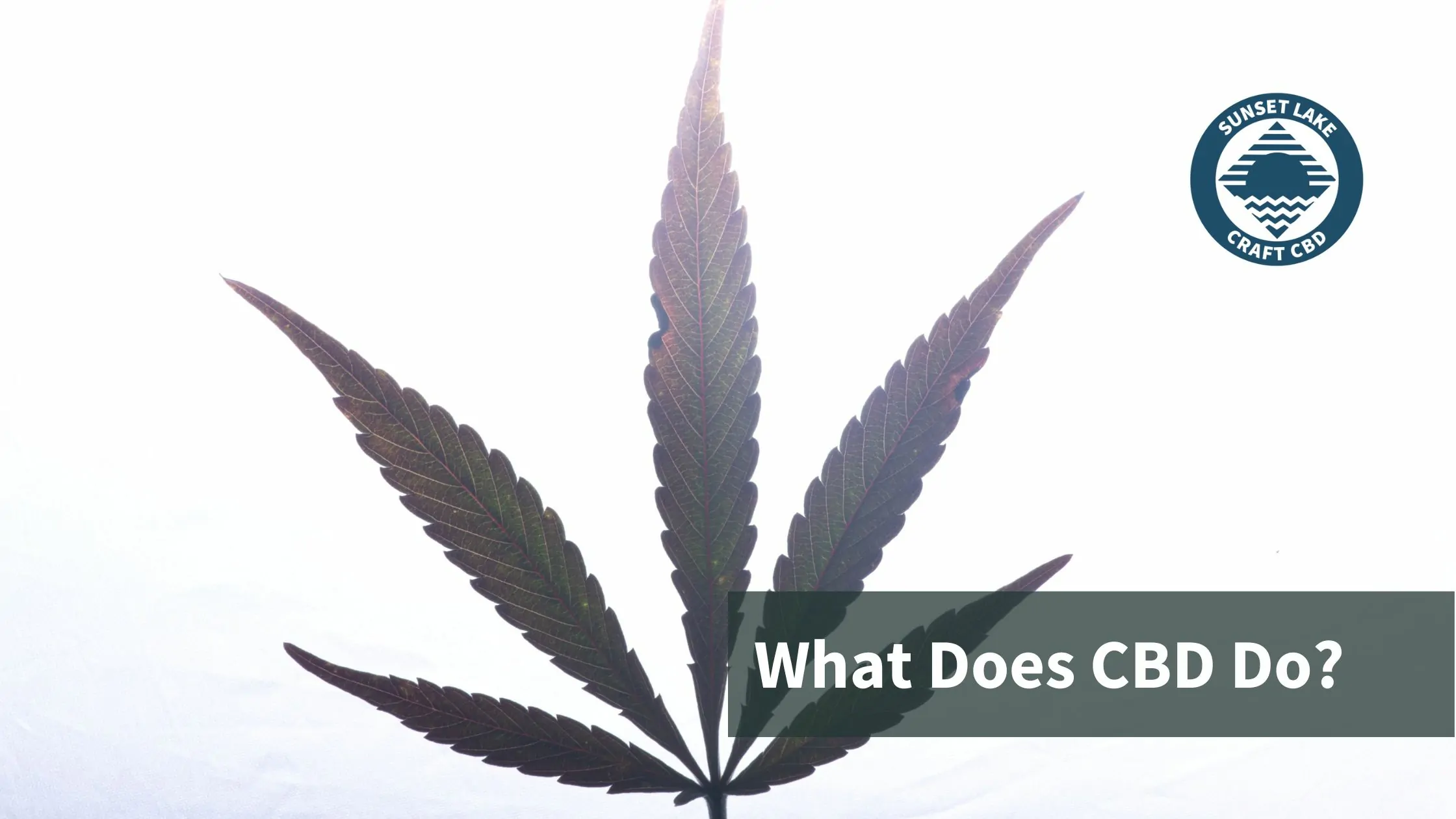 What Does CBD Do?