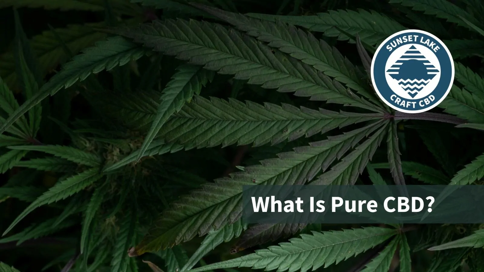 Pure CBD? What The Heck Is That?