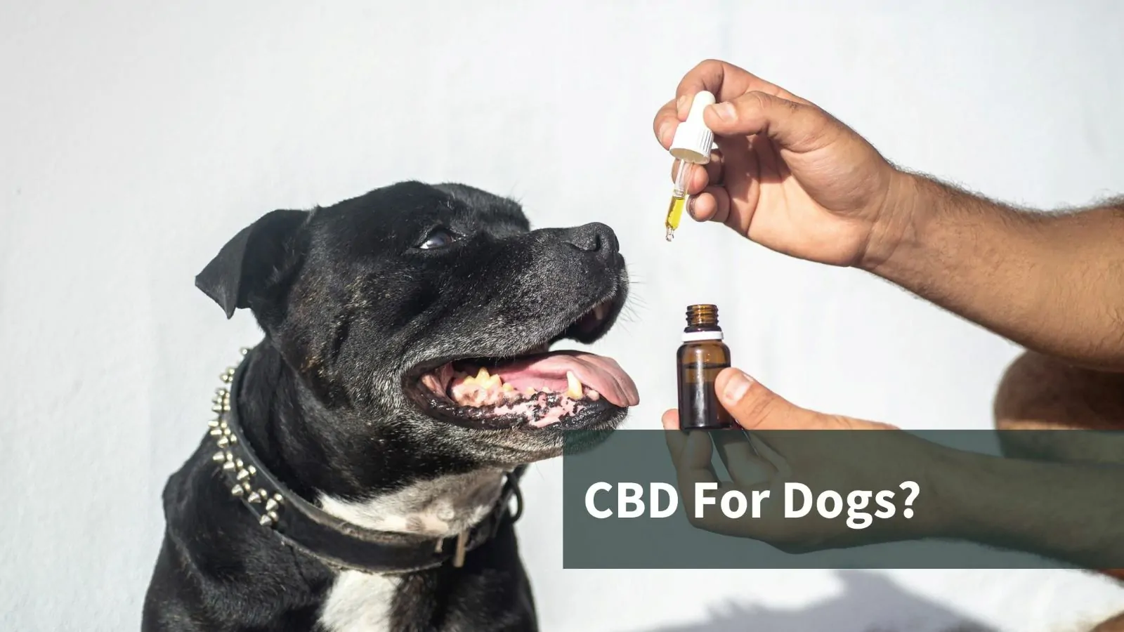 CBD for Dogs: What Is It And What Does It Do?