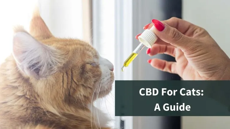 Giving a cat CBD oil. The text on the image reads "CBD For Cats: A Guide"