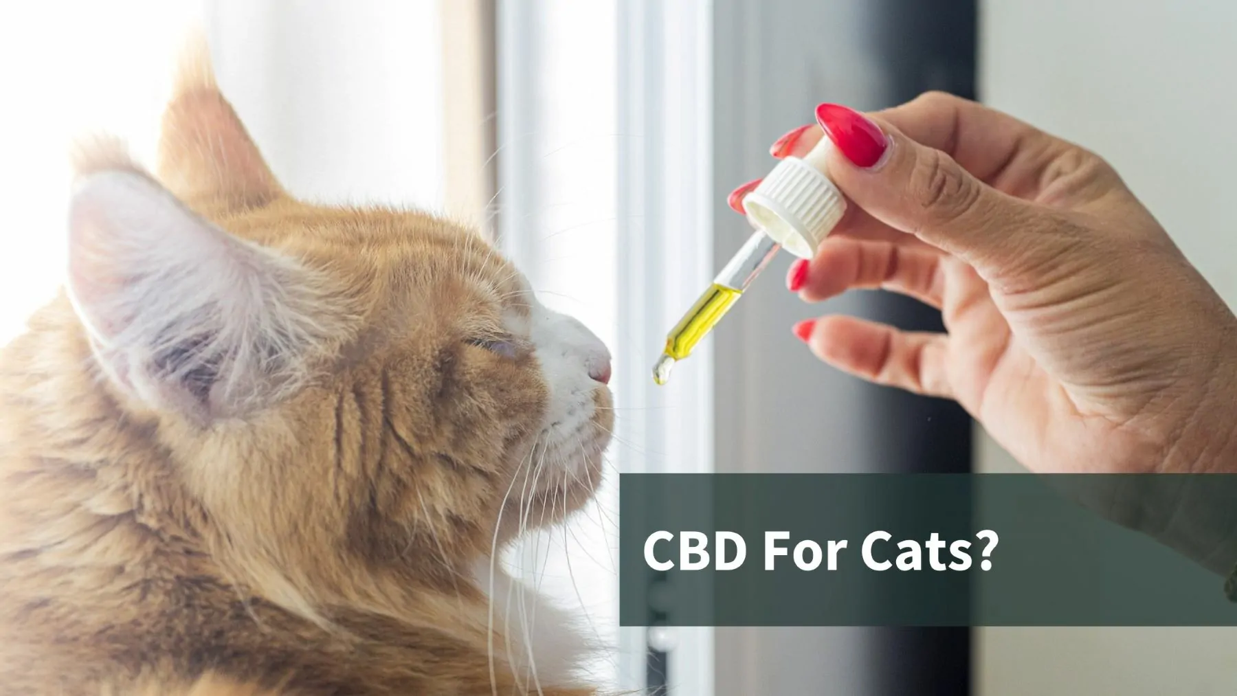 CBD For Cats: What You Should Know