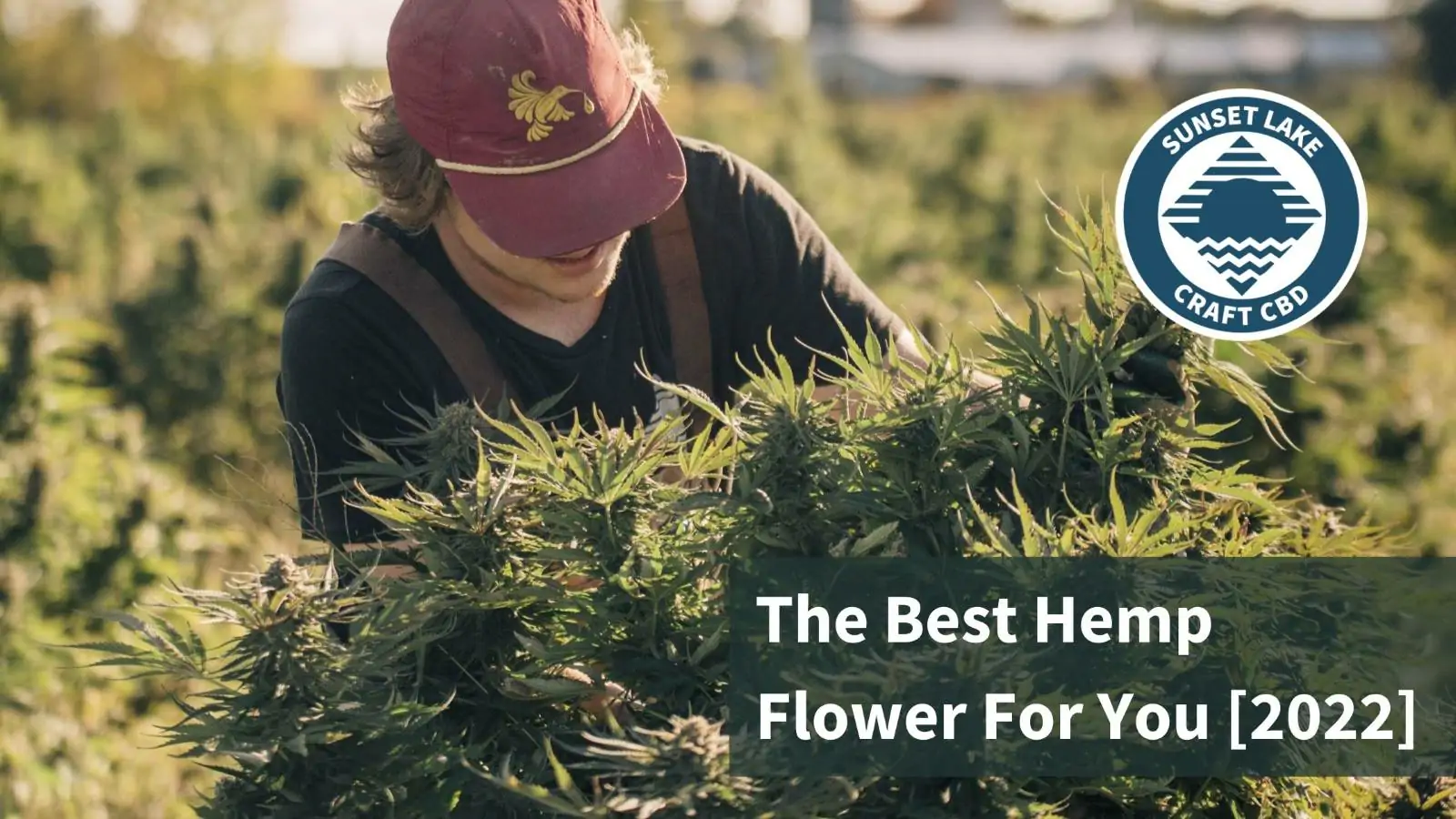 A man harvesting hemp flower with the text "The Best Hemp Flower For You [2022]"
