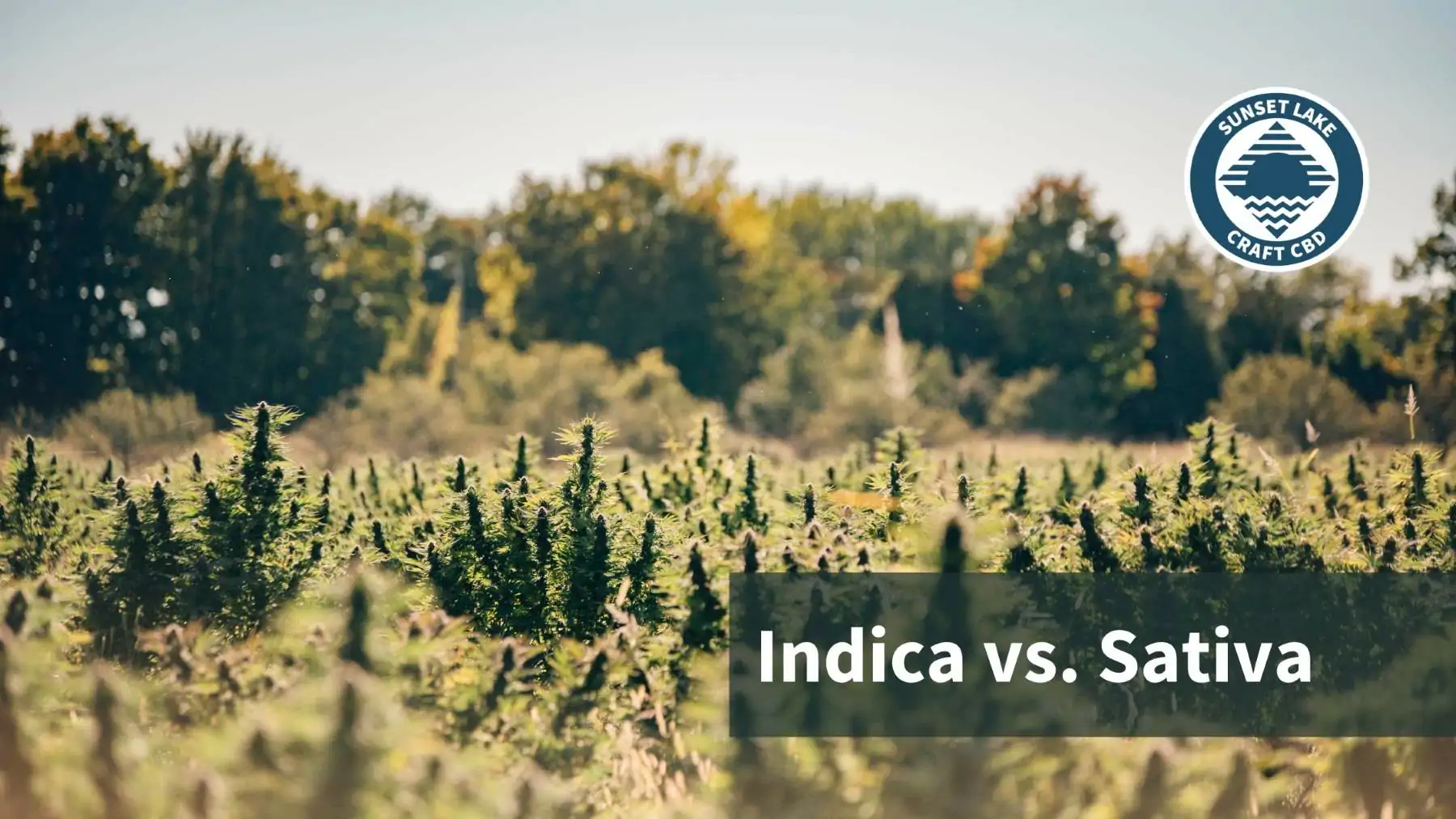 Indica vs. Sativa: Are They Really That Different?