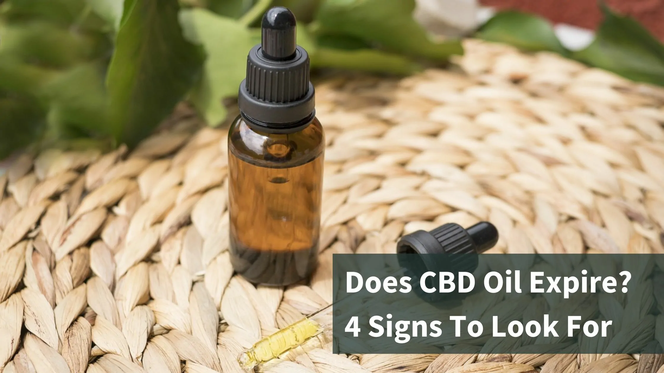 Does CBD Oil Expire? Yes, Here Are 4 Things To Look For