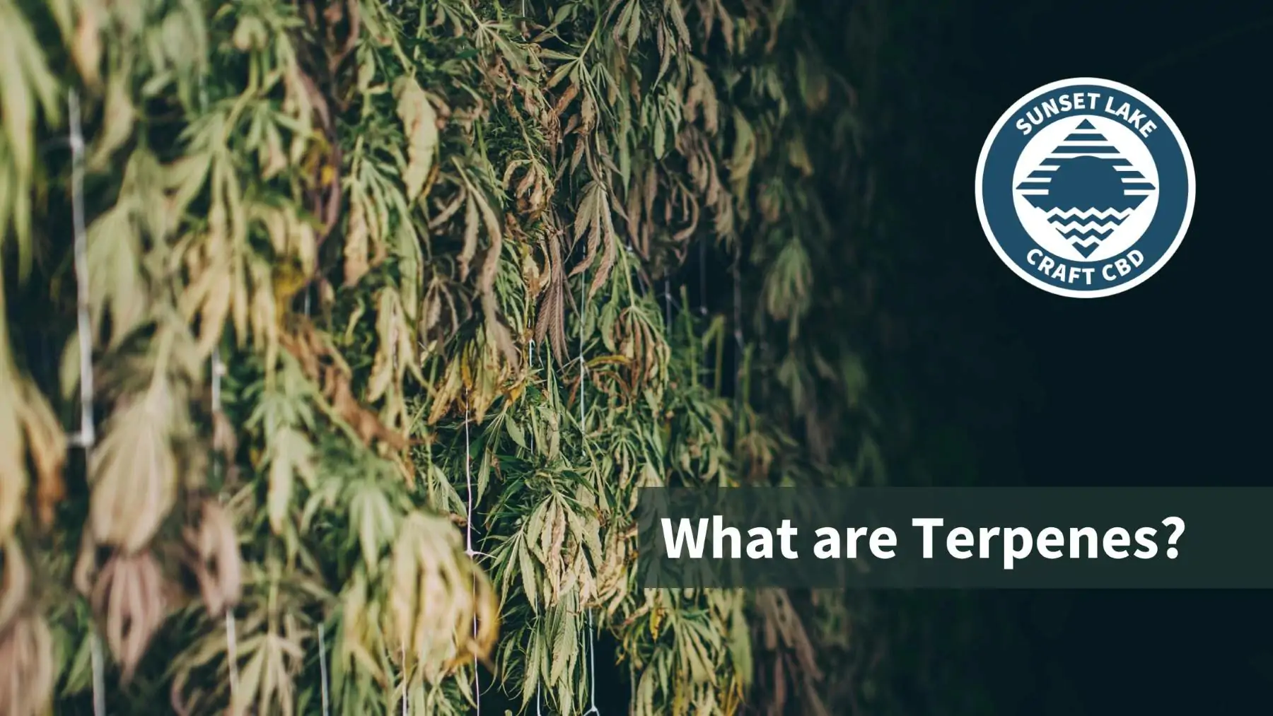 What Are Terpenes? Terpenes 101