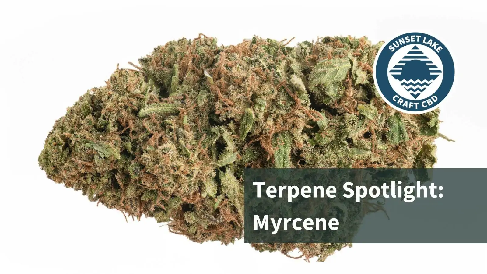 Terpene Spotlight: Myrcene