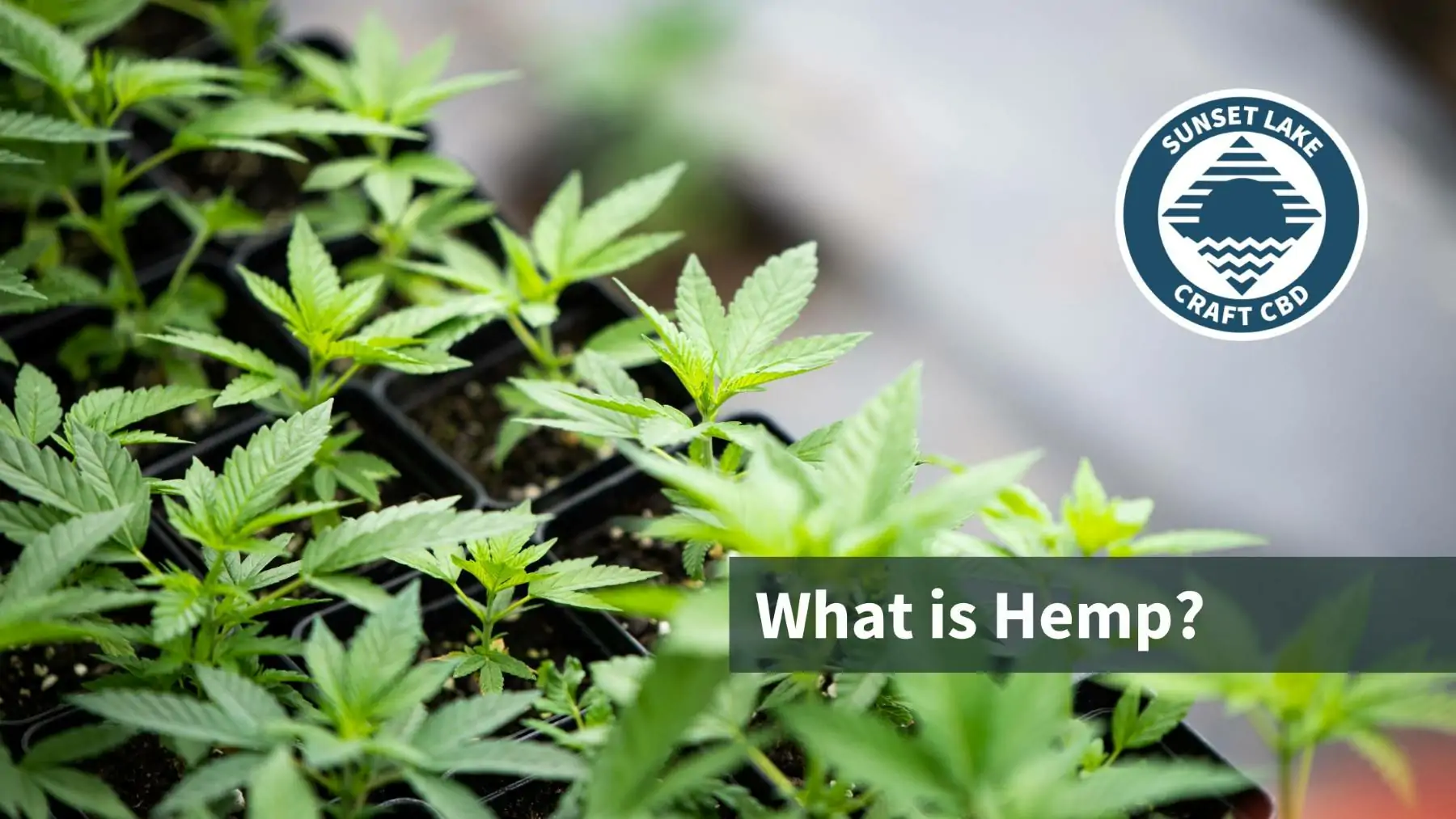 What Is Hemp? Benefits, Uses, History, & More