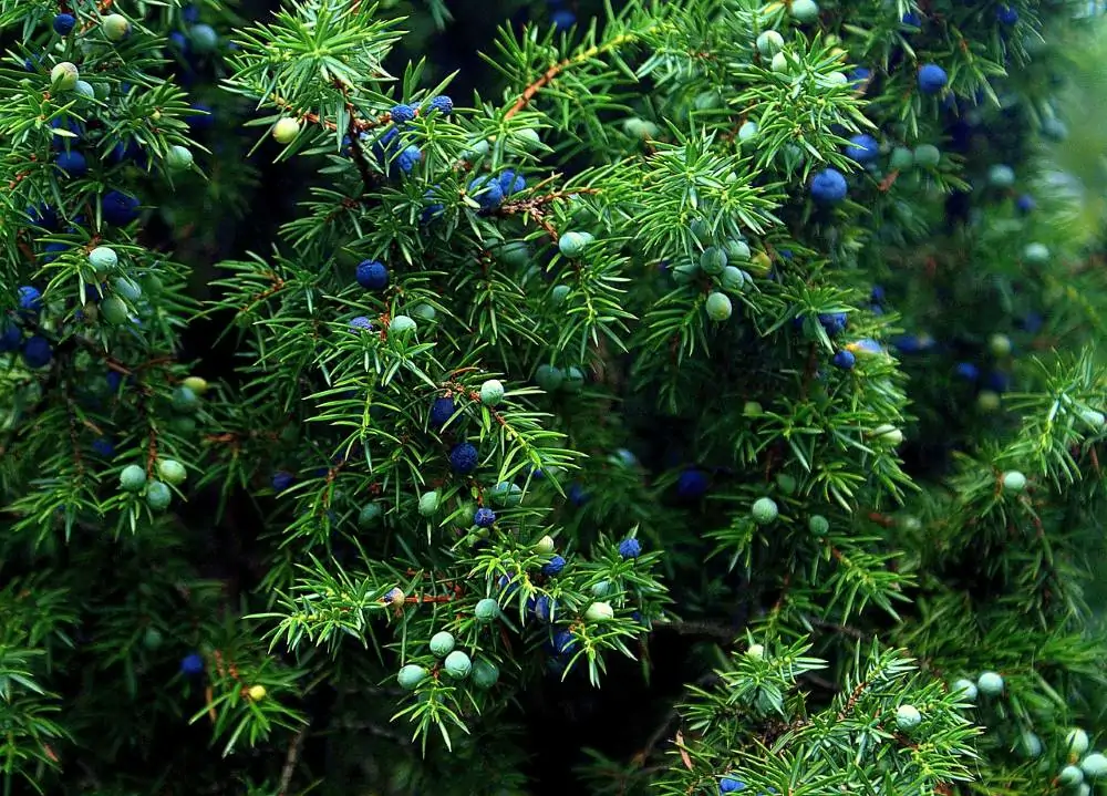 Bushel of Juniper Berries