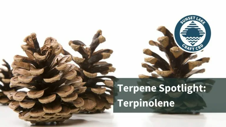 Close-up of three pinecones with text overlay reading "Terpene Spotlight: Terpinolene."