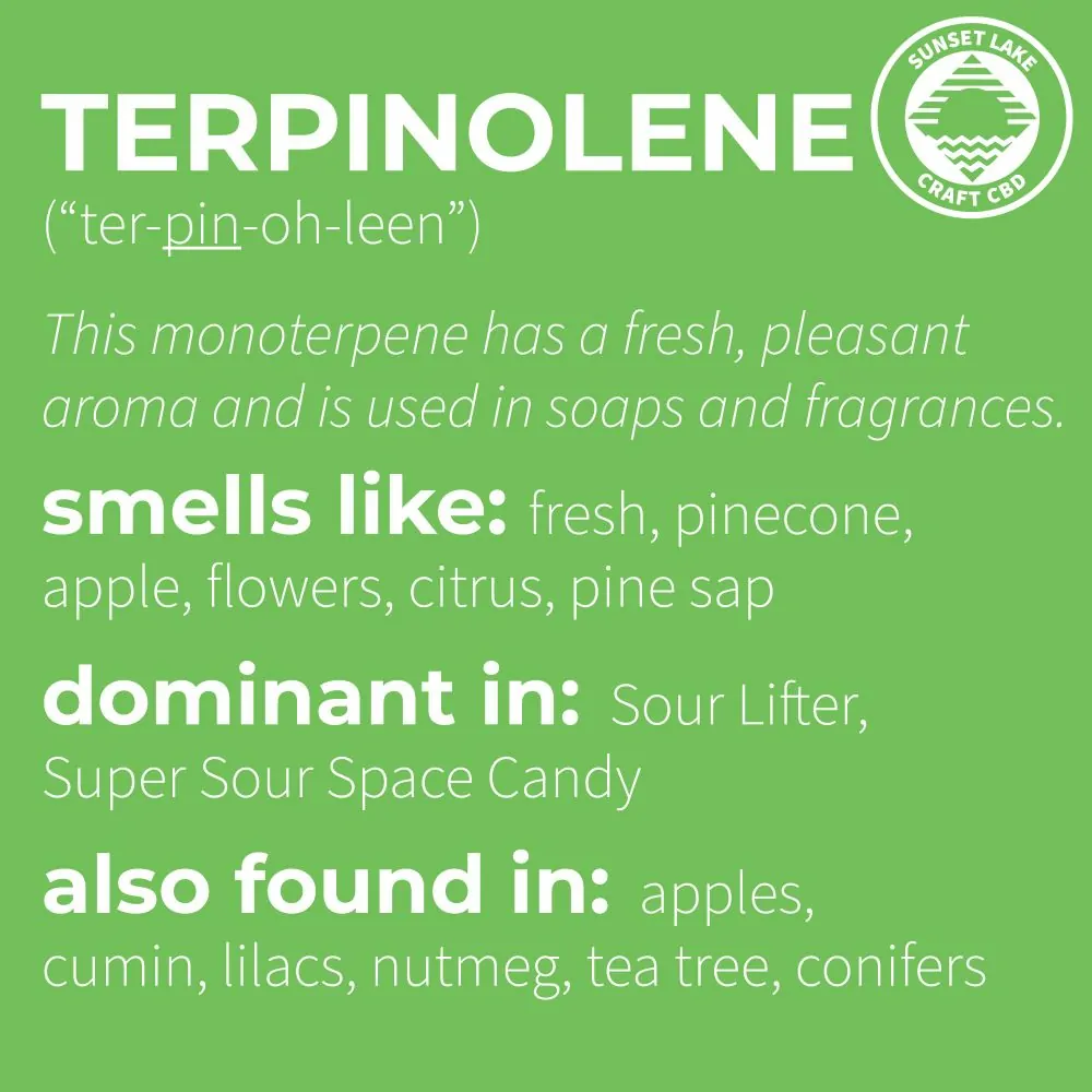 Terpinolen smells like, is dominant in, and is found in infographic