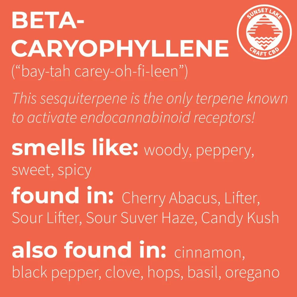 Beta-Caryophyllene infographic. Smells like, found in, and also found in. 