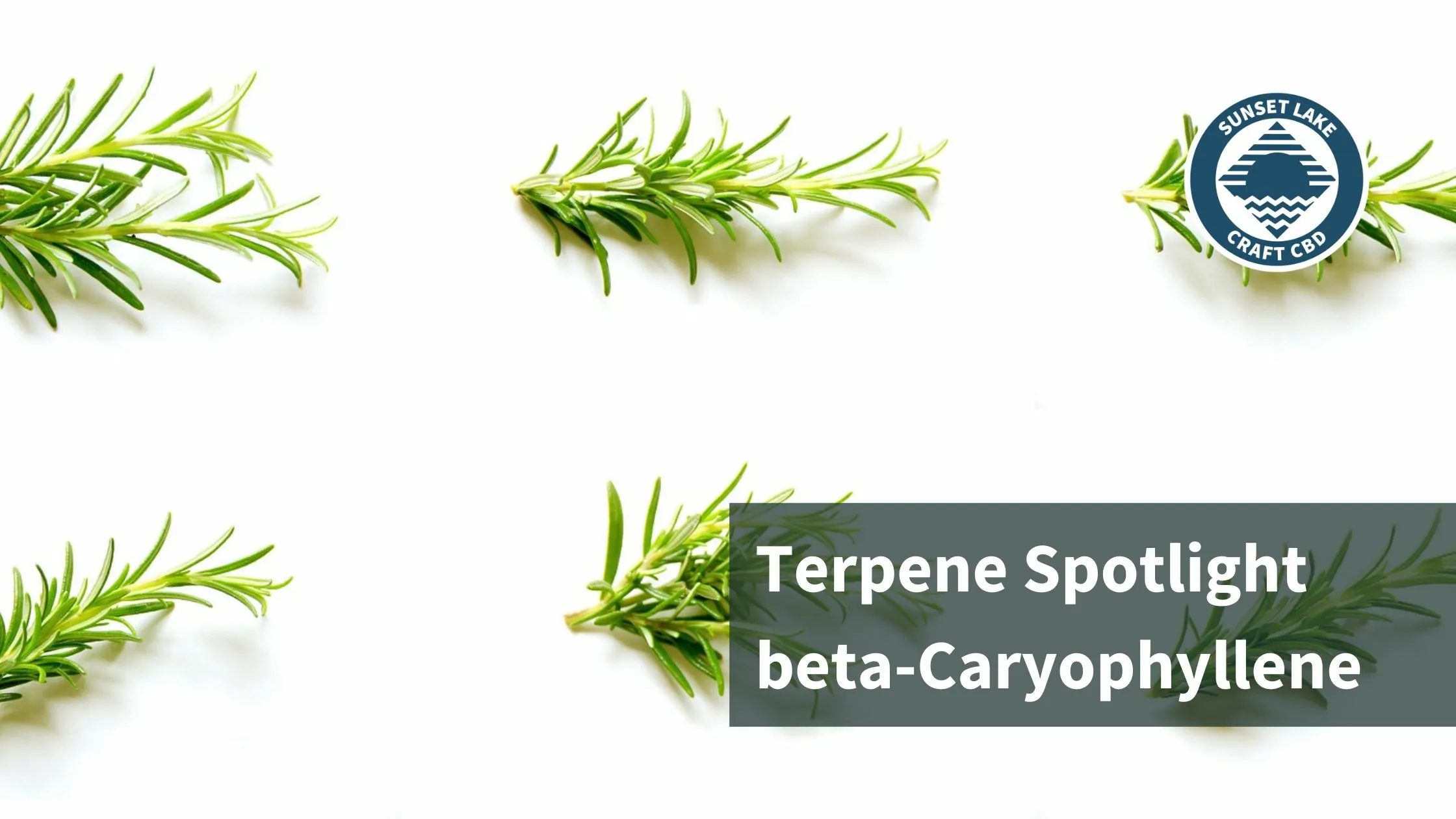 Terpene Spotlight on beta-Caryophyllene with bunches of rosemary lined up next to each other