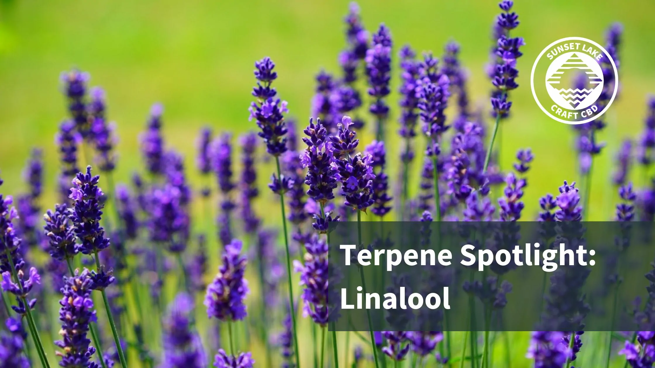 A field of lavender with the text "Terpene Spotlight: Linalool" overlaid
