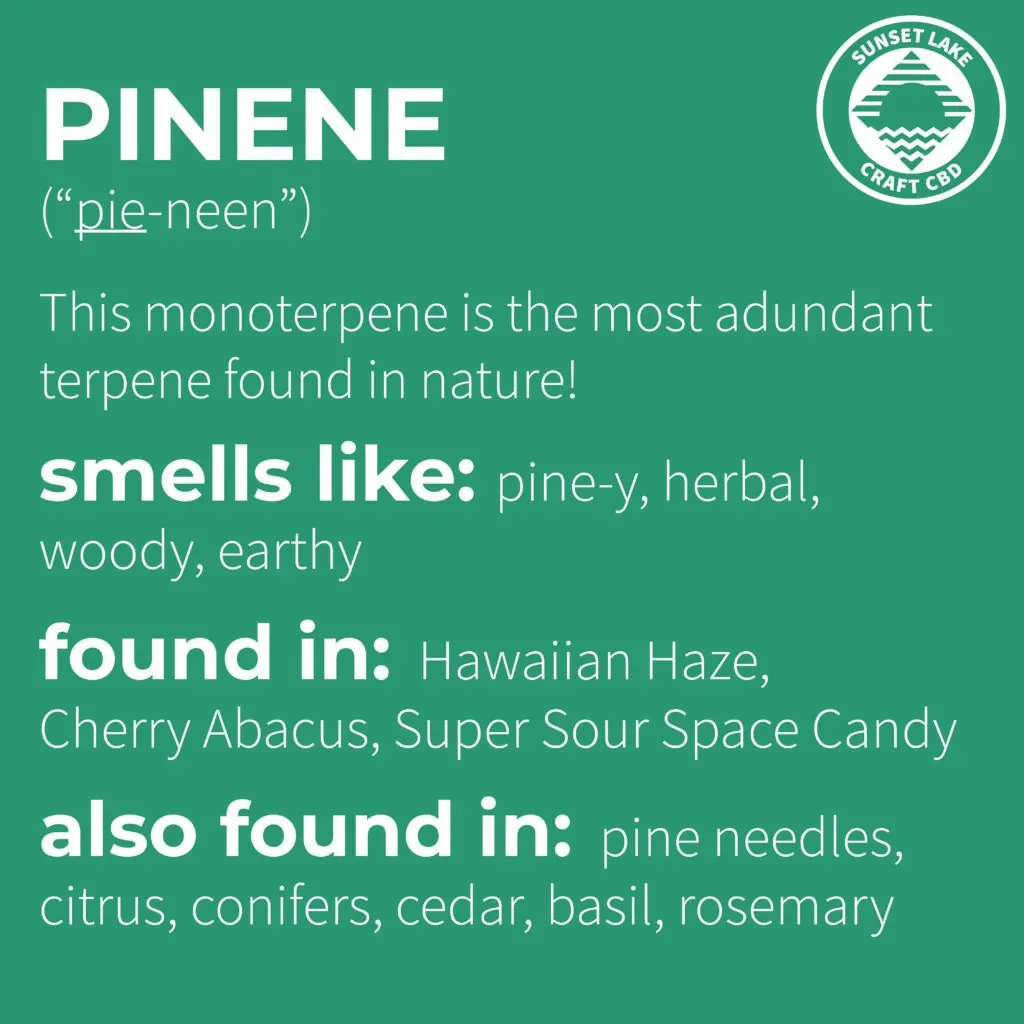 Infographic about the Terpene Pinene