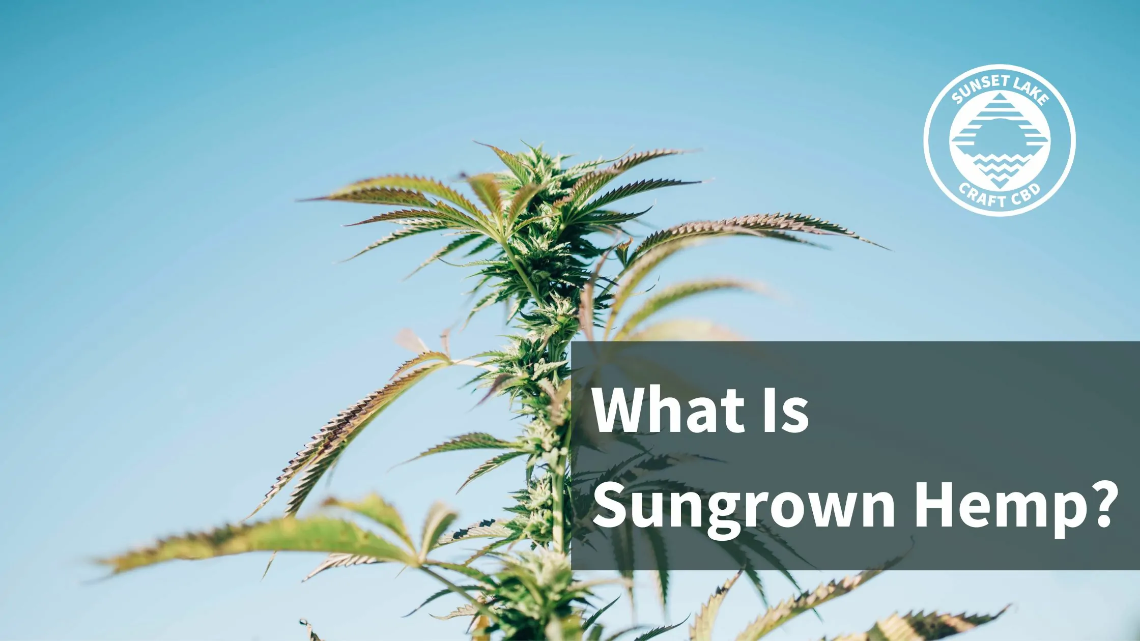 Sungrown hemp cola from Sunset Lake CBD with the text "What is Sungrown Hemp?"