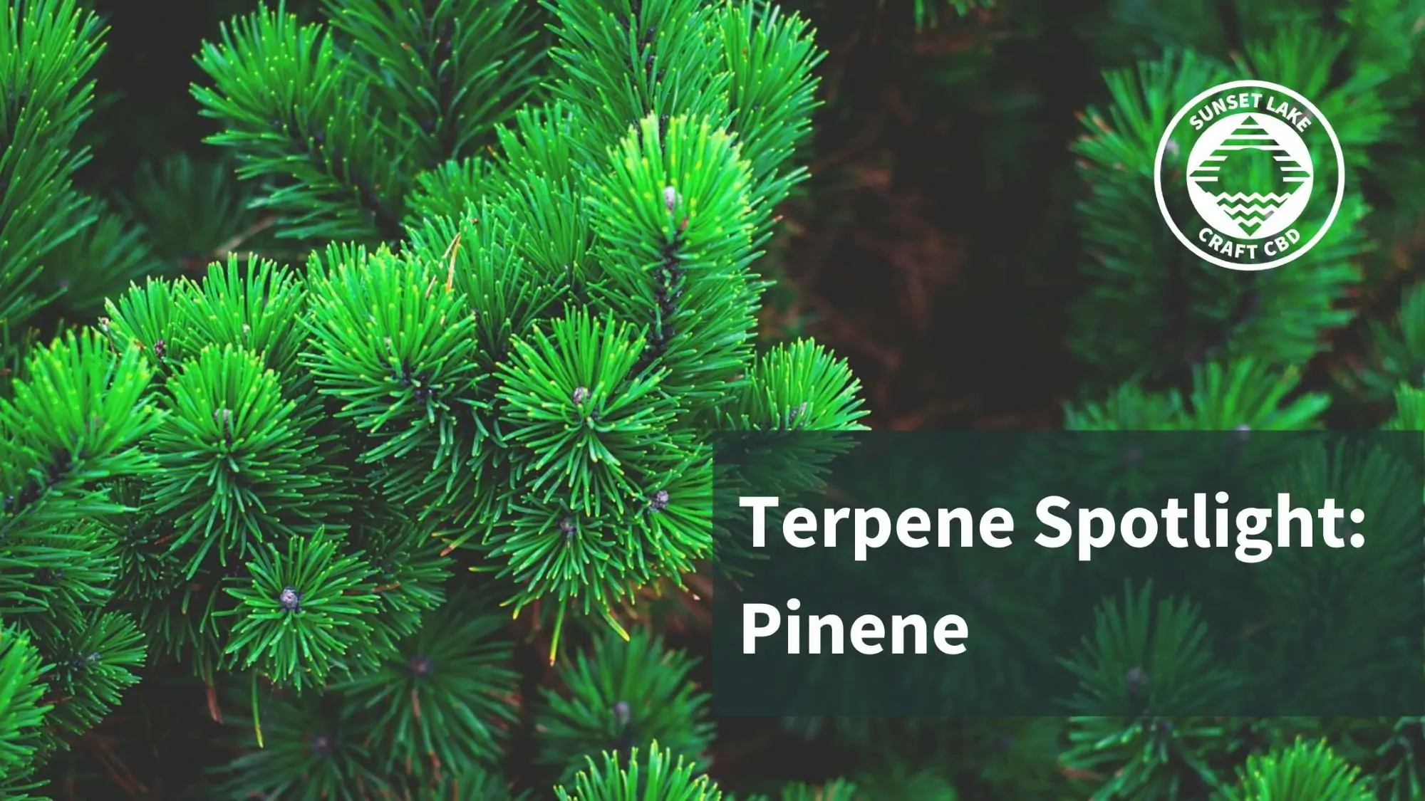 Close up of pine needles with the text "Terpene Spotlight: Pinene"