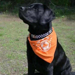 Black Lab named Mudge wearing the Sunset Lake CBD Paw Print Bandana