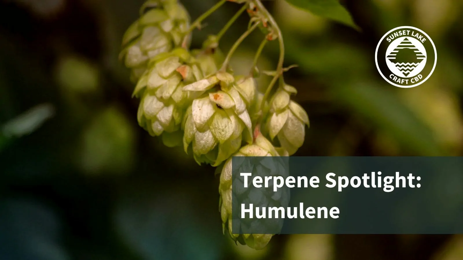 A picture of hops with text that reads "Terpene Spotlight: humulene"