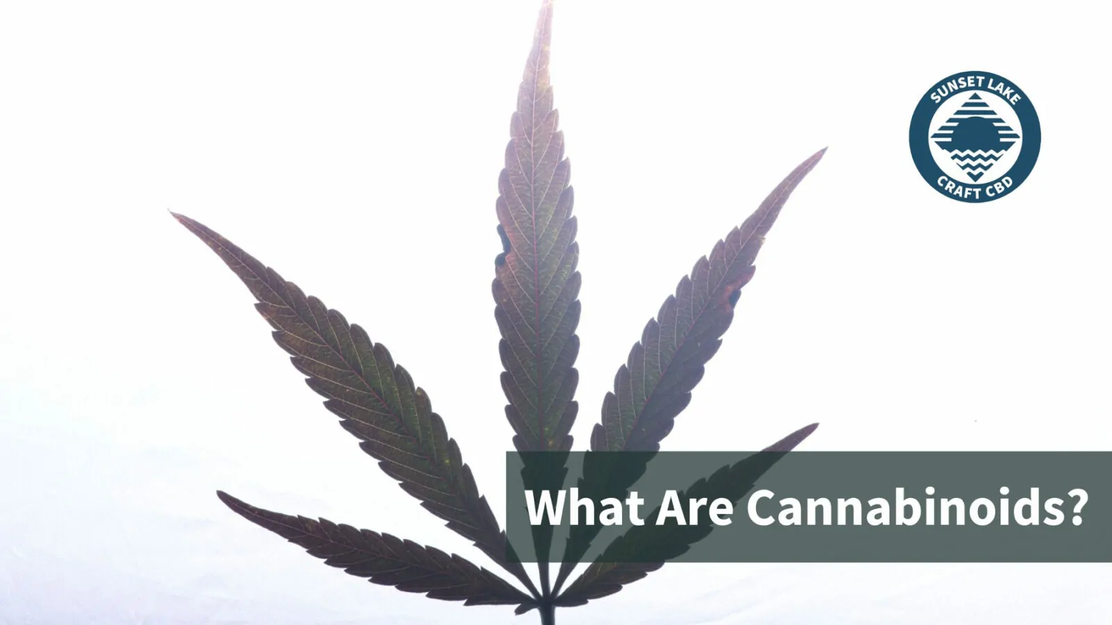 What Are Cannabinoids? A Brief Introduction