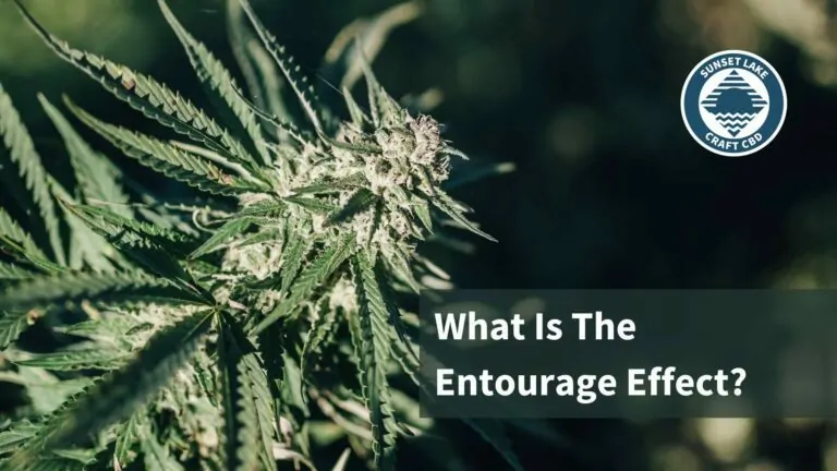 A flowering hemp cola with text that reads "What Is The Entourage Effect?"