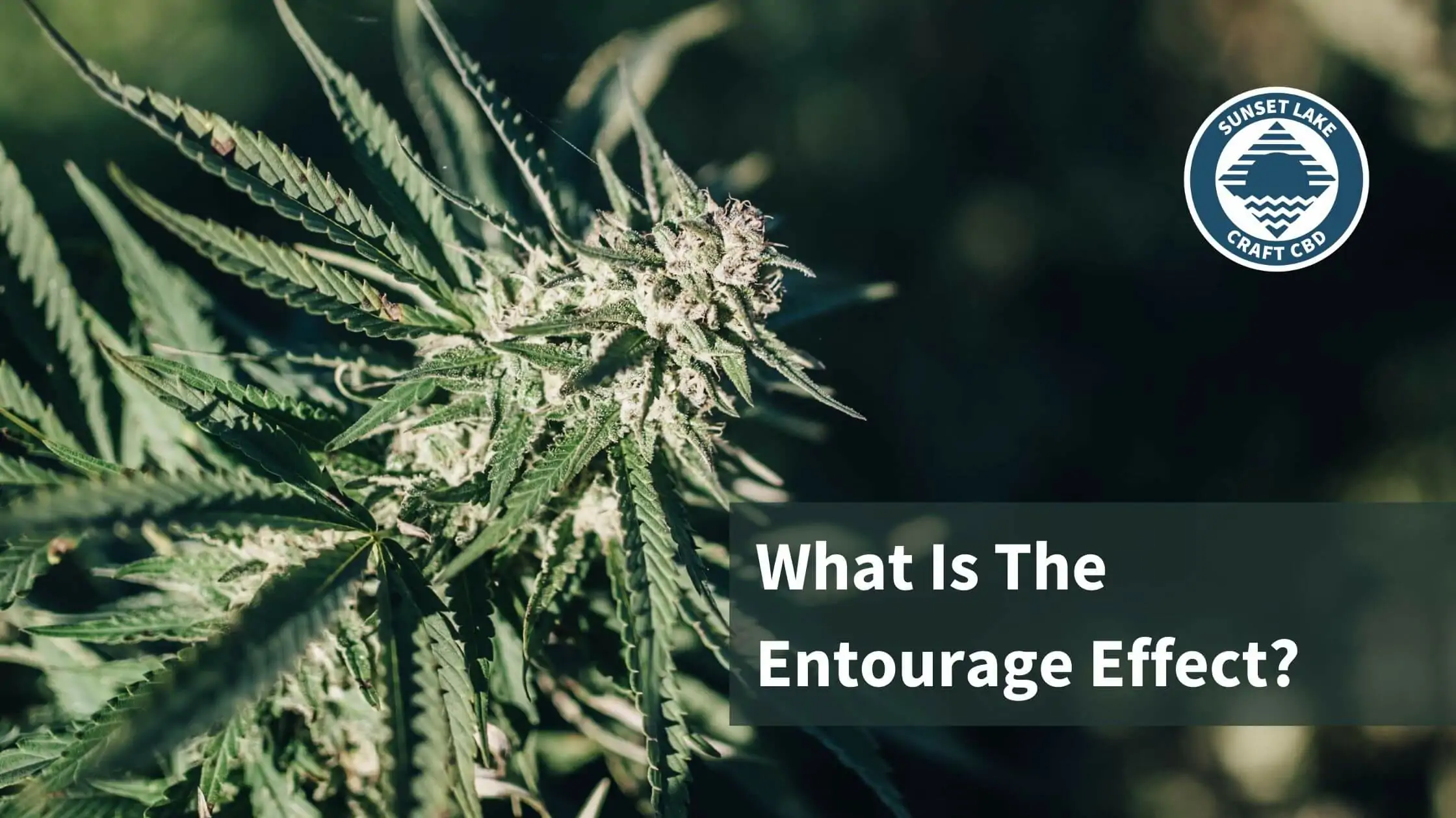 The Entourage Effect: What Is It & How Does It Work?