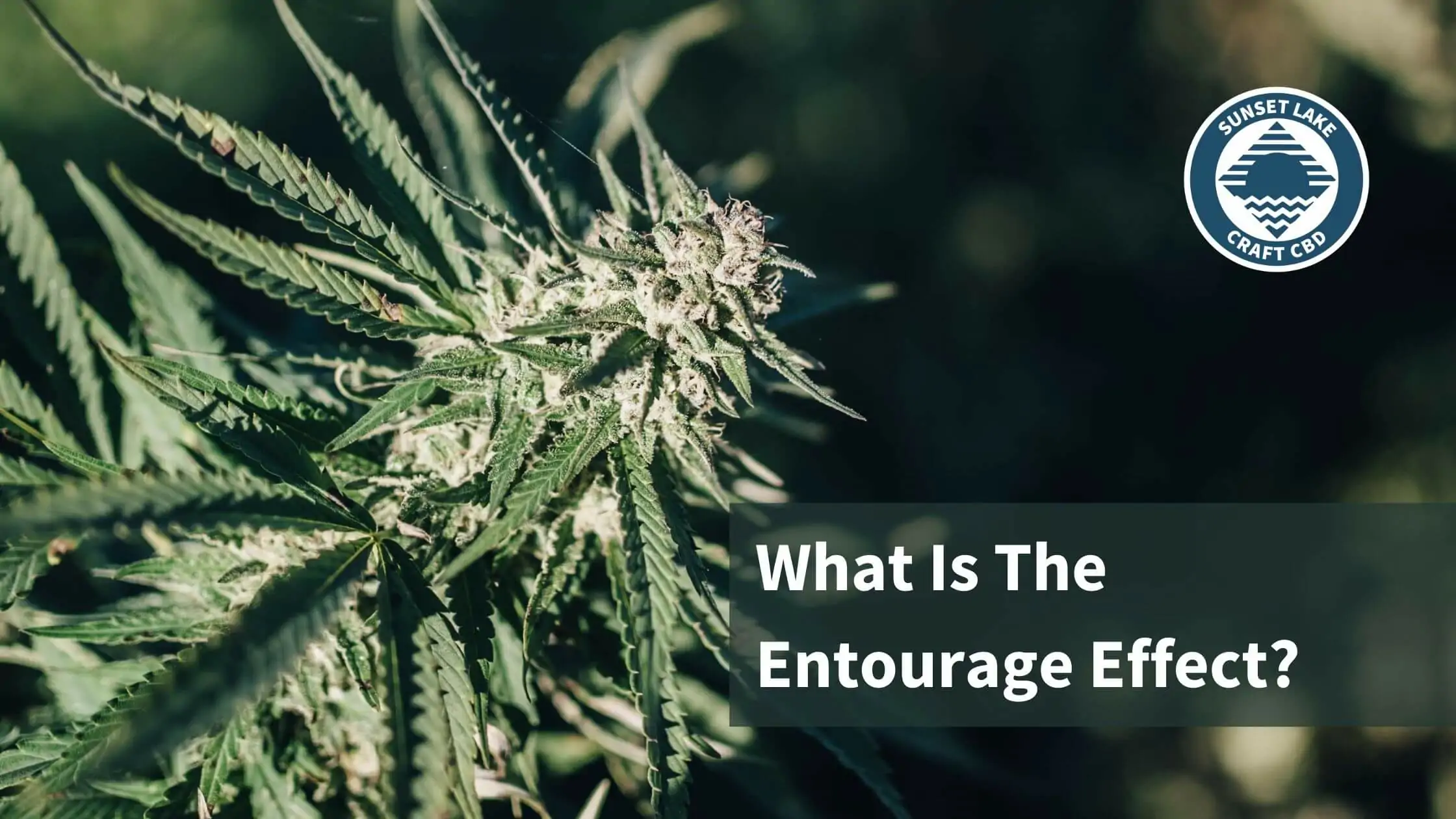 Flowering hemp cola with the text "What Is The Entourage Effect?"