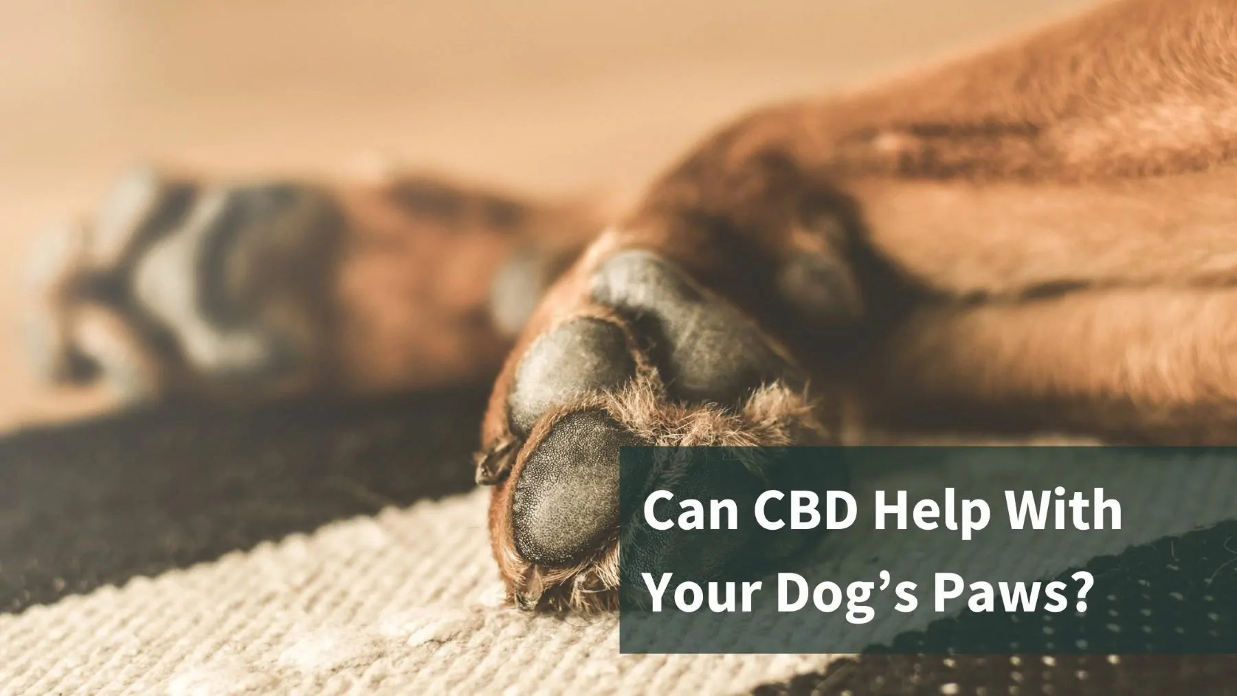 Two dog paws outstretched with the text "Can CBD Help With Your Dog's Paws?"