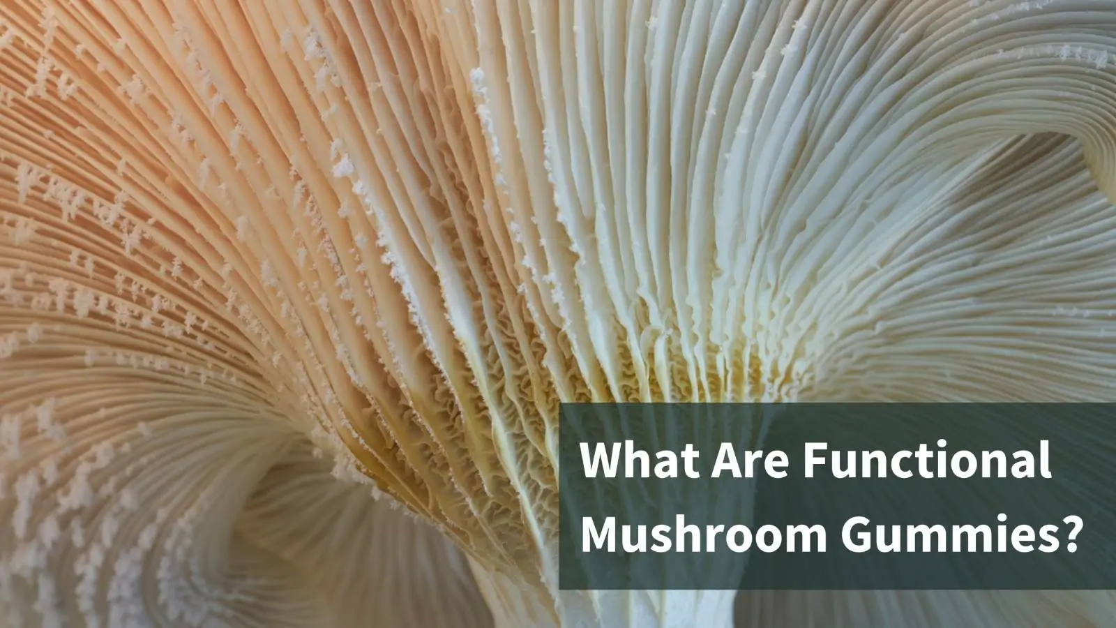 Functional Mushroom Gummies: A Comprehensive Guide
