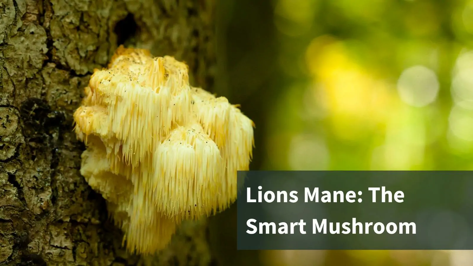Lion’s Mane Mushroom: The Smart Choice