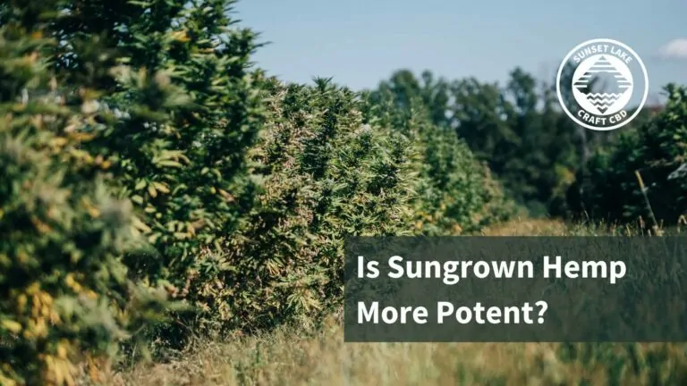 A row of sungrown hemp with the text "Is Sungrown Hemp More Potent?"