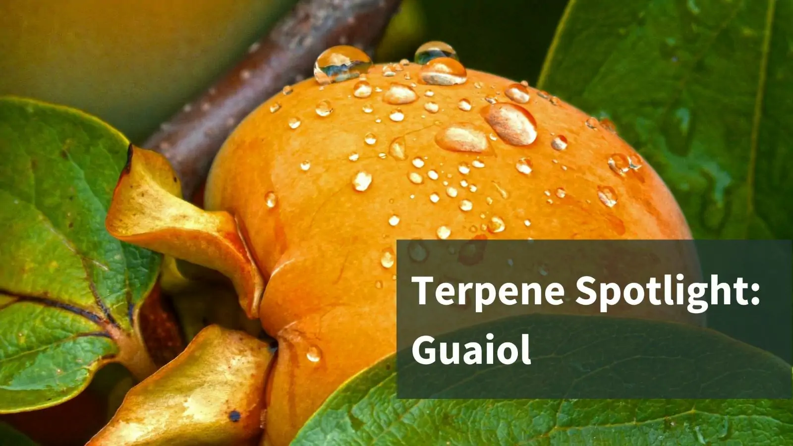 Terpene Spotlight: Guaiol