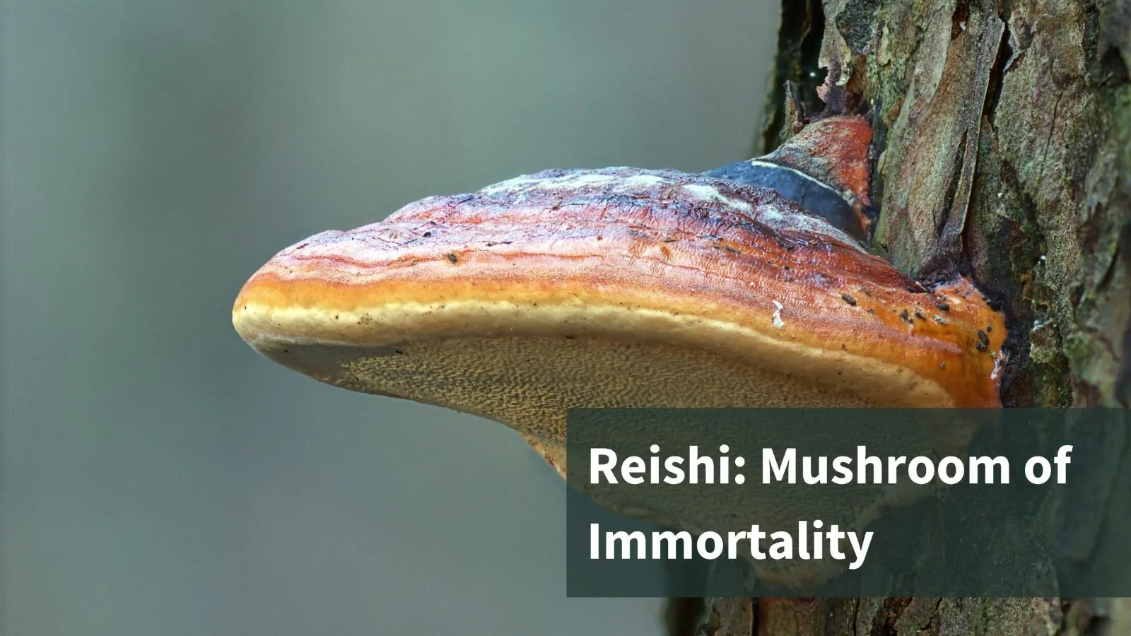 A Reishi Mushroom on a tree. The text reads "Reishi: Mushroom of Immortality"