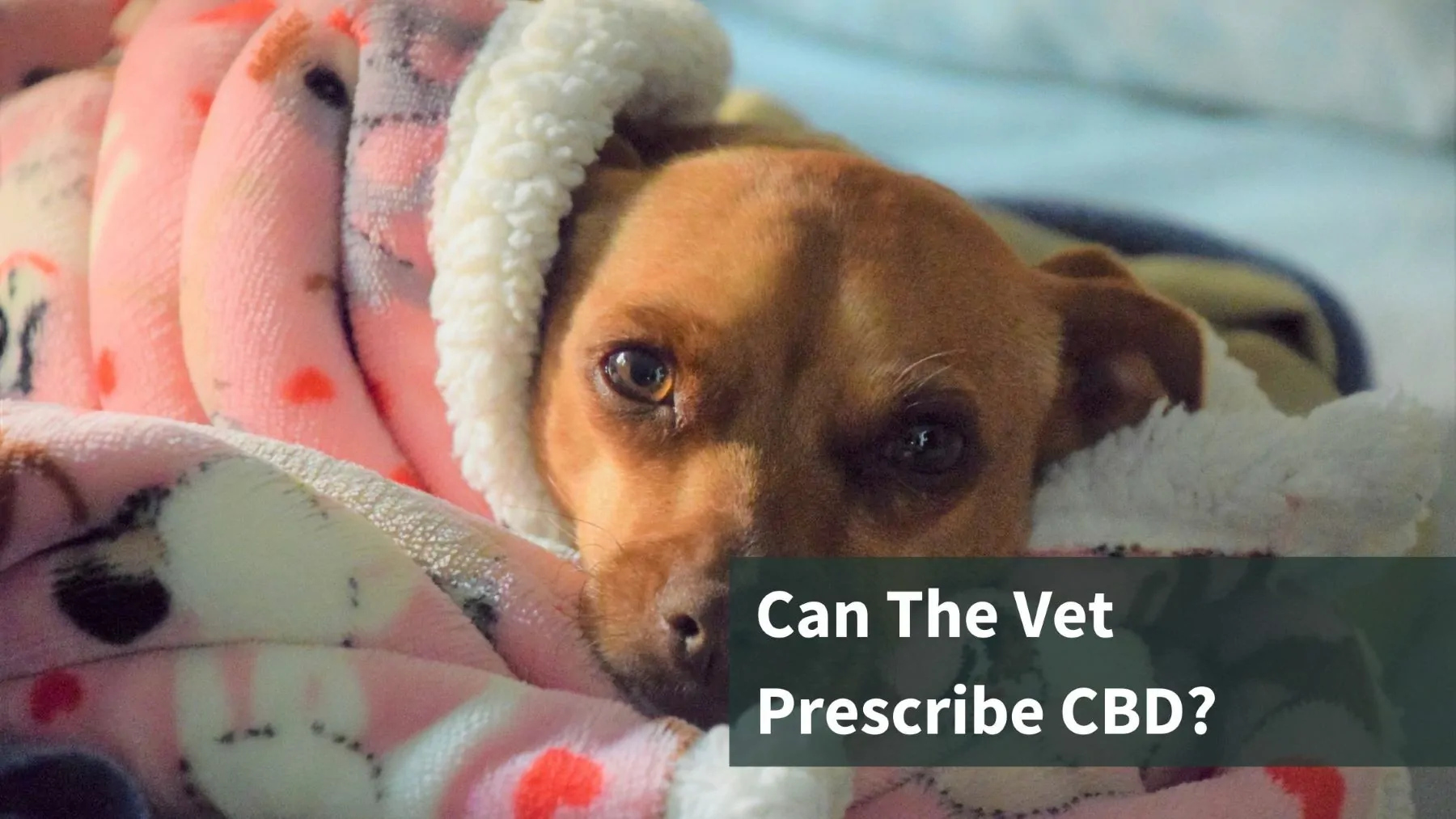 The Growing Trend of Vets Prescribing CBD for Pets