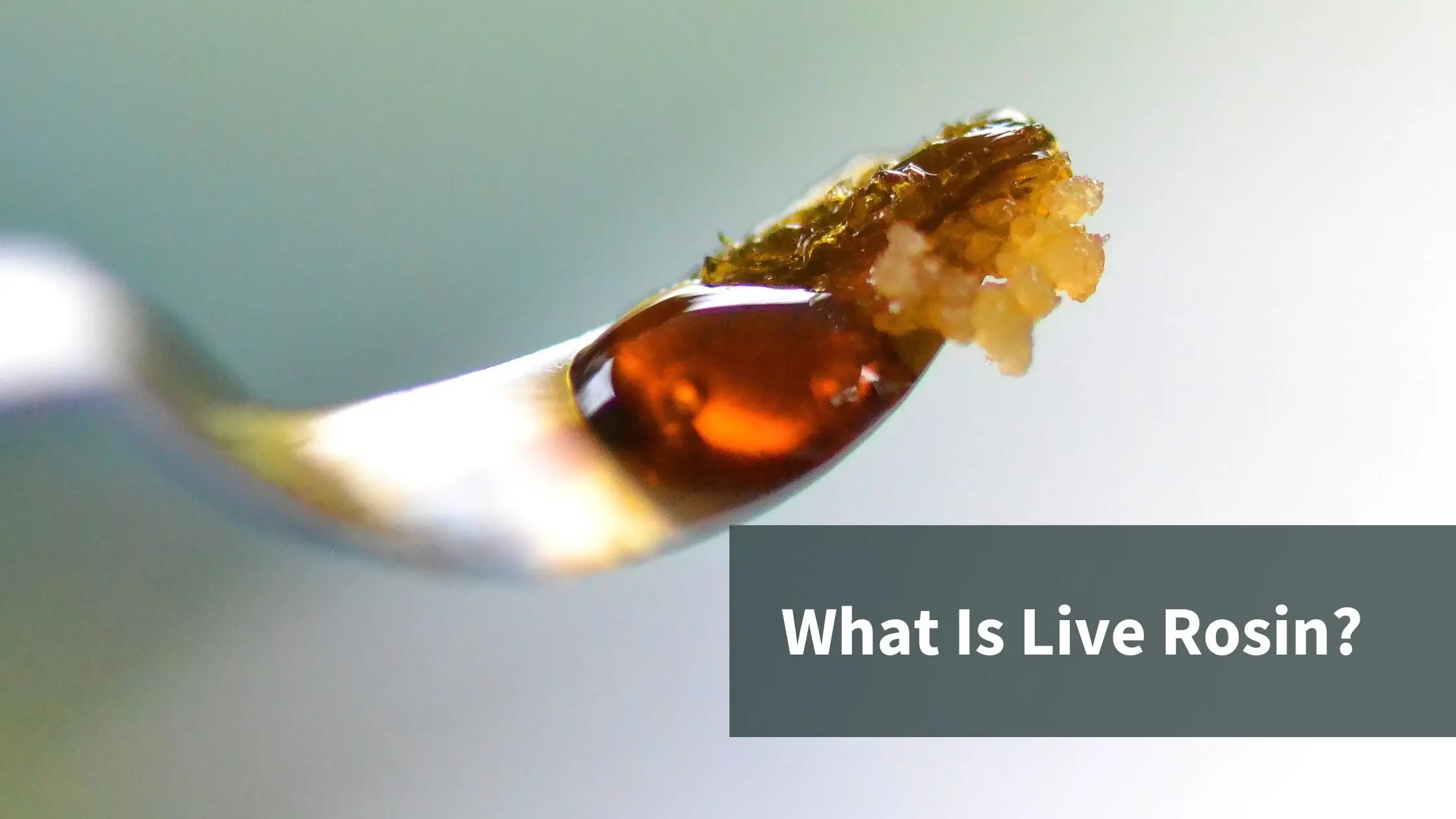 A dab tool with concentrate on the end. Text reads "What Is Live Rosin?"