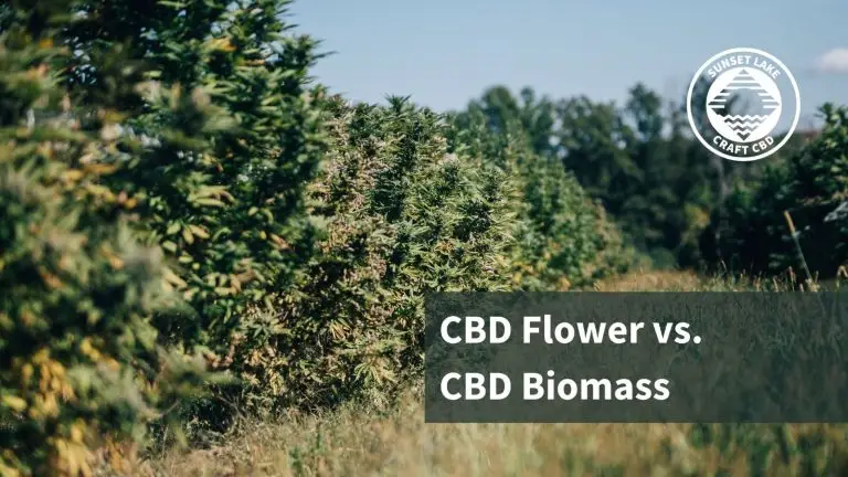A row of flowering hemp plants. CBD Flower vs. CBD Biomass
