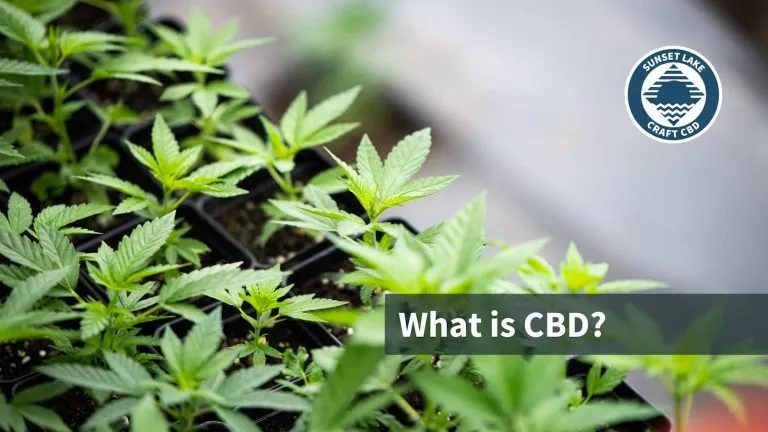 A tray of hemp seedlings with the text "What Is CBD?"