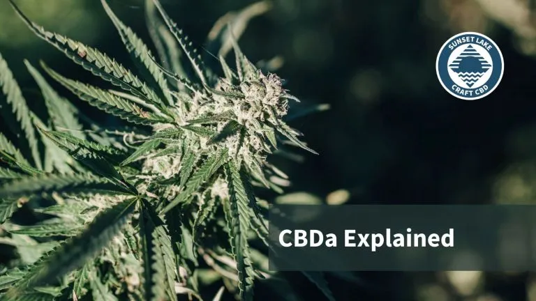 A picture of a raw hemp plant. The text on the image reads "CBDa Explained"