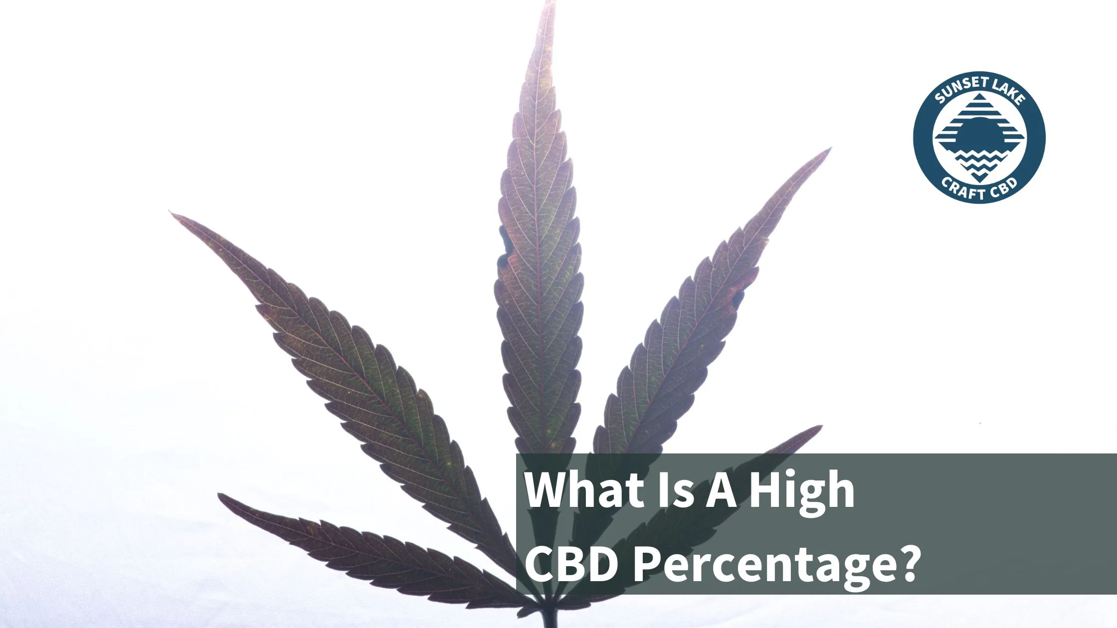 A hemp leaf with the text "What is a high CBD percentage?"