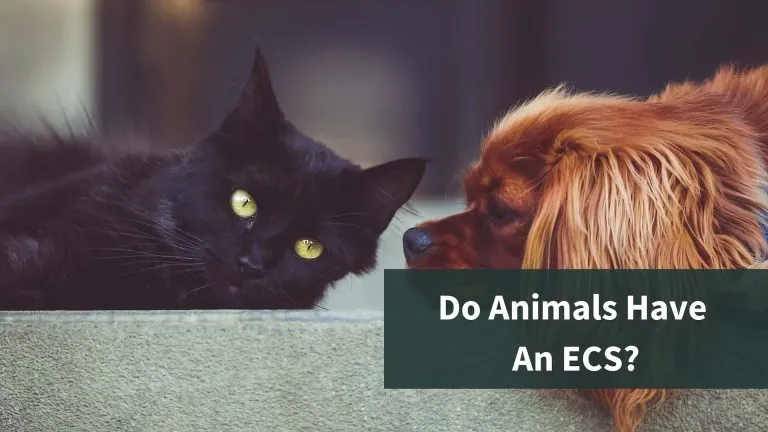 Do animals have an endocannabinoid system? Thumbnail