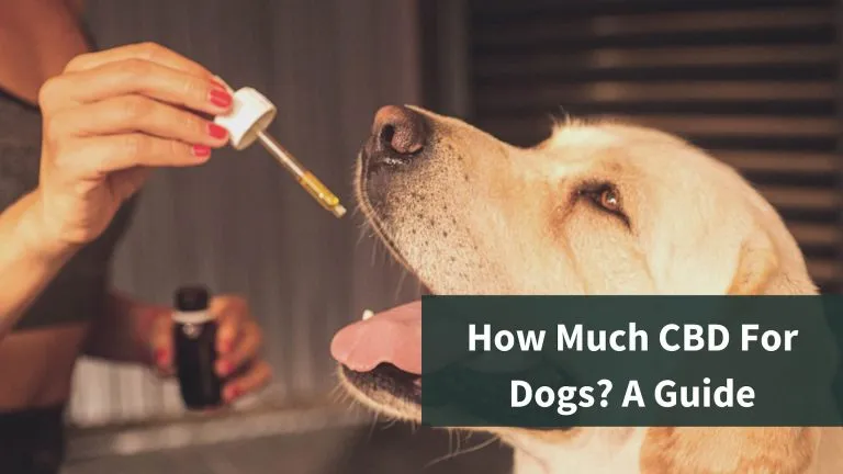 How Much CBD For Dogs? A Guide Thumbnail