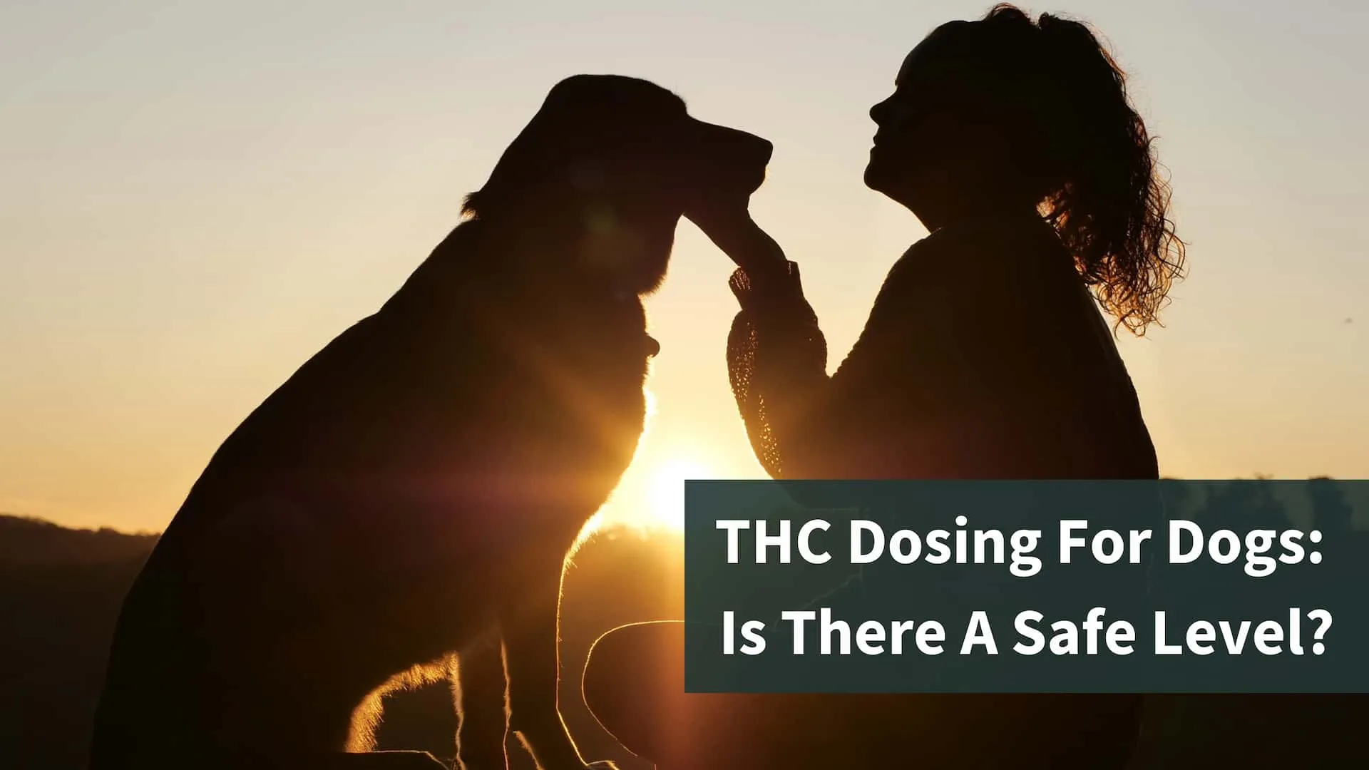 THC Dosing For Dogs: Is There A Safe Level? Thumbnail