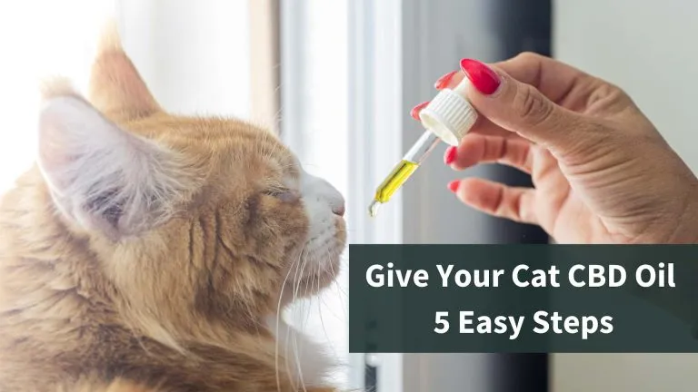 A woman giving CBD oil to her cat with a dropper. Text reads "Give your cat CBD oil in 5 easy steps"